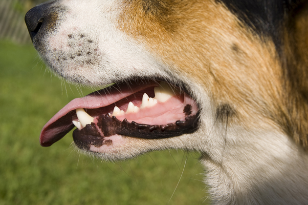 Close Up of Dog Gums Close Up of Dog Gums